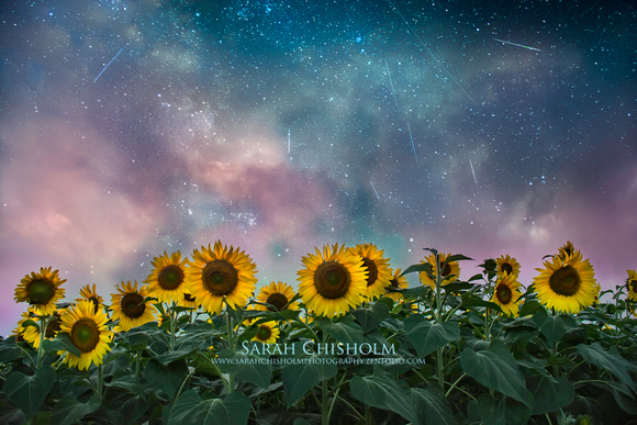 Celestial Sunflowers