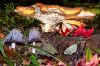 Magical Moth & Mystical Mushrooms
