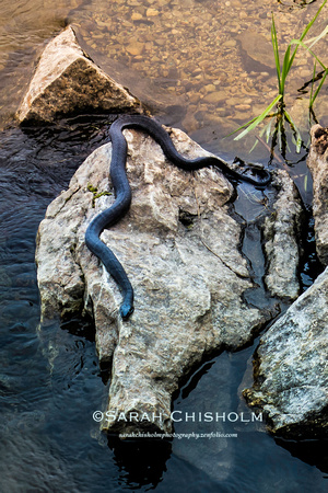 Swamp Serpent