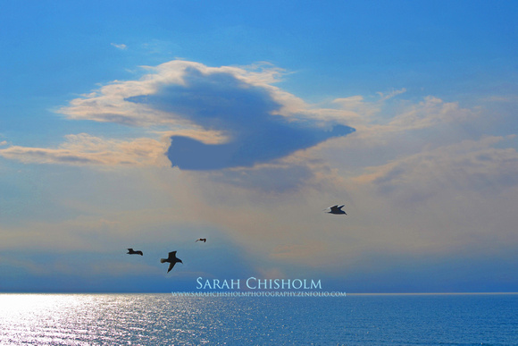 A Cloud of Seagulls