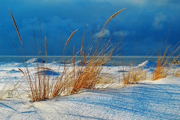 Winter Beach Grasses