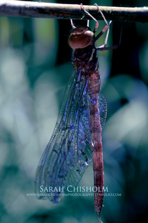 Sapphire & Amethyst Dragonfly