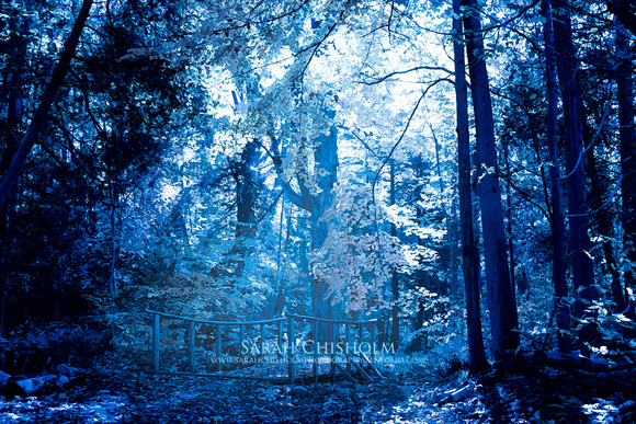 The Forest in Blue Willow