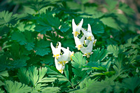 Dutchman's Breeches