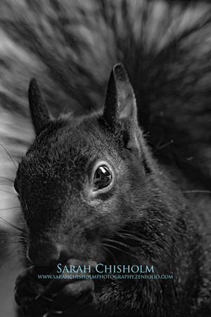Squirrel Portrait