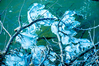 Icy River Trees