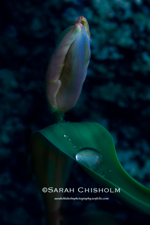 Tears Of The Tulip