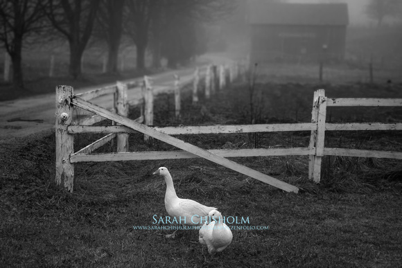 Geese at the Gate