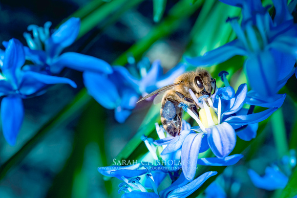 Sapphire-Studded Bee in a Blue Flower Garden