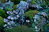 Lichen This Moss Garden