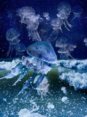 Night of the Jellyfish