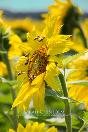 Sunflower Queue