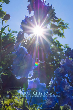 Sunburst Prisms & Sky Blue Blossoms
