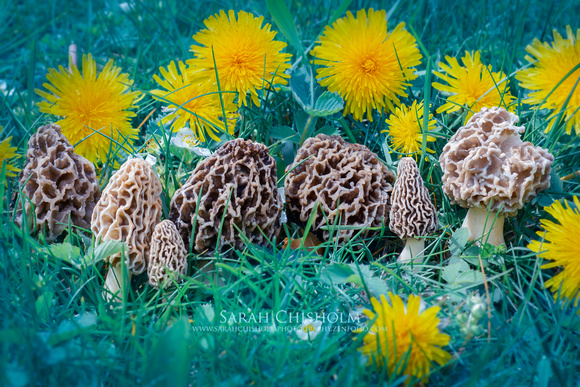 Morels In The Grass