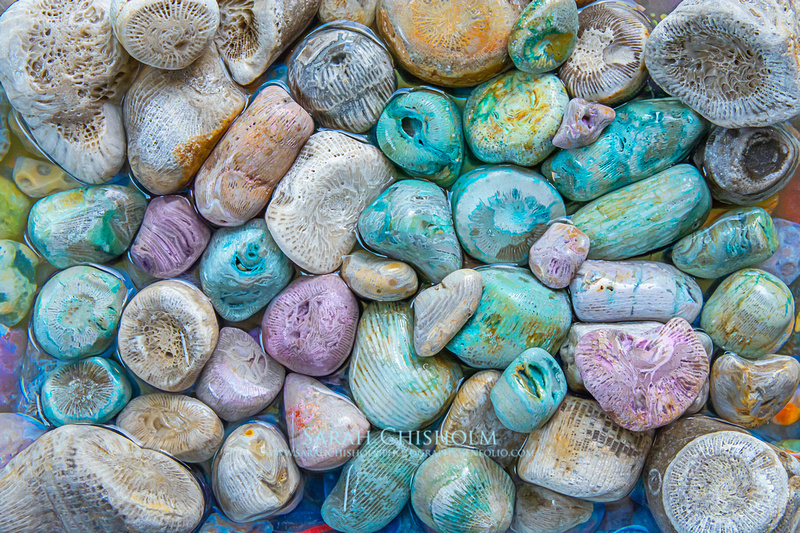 Colourful Horn Coral