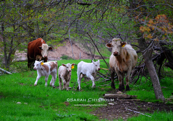 Spring Calves