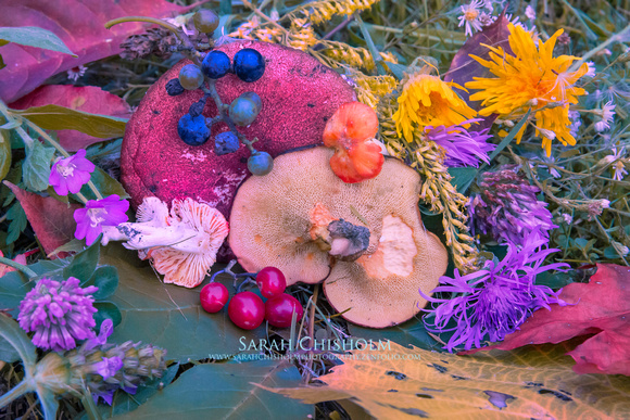 Fungi & Florals