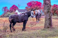 Snowflake Horses in Autumn