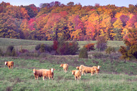 Herd in Autumn