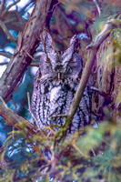 Sleeping Screech Owl