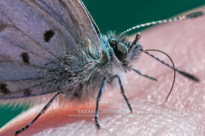 Butterfly Kisses on my Finger