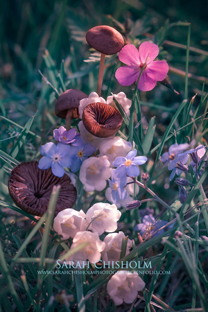 Minuscule Mushrooms and Petite Petals