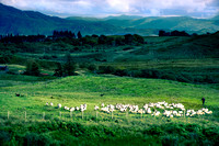 Herding Sheep