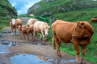 Walk On By - Cows of Skye