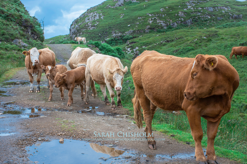 Walk On By - Cows of Skye