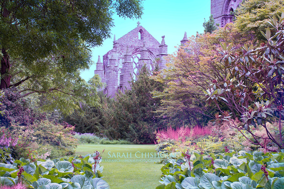 Holyrood Garden
