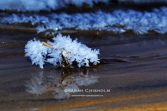 Frost Fungus