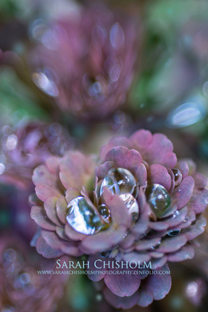 Bubbles On Buds