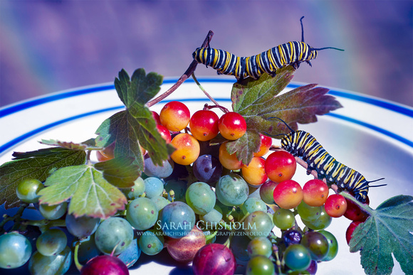Grapes & Cats