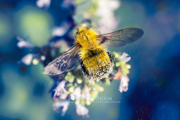 Perfect Pollinator