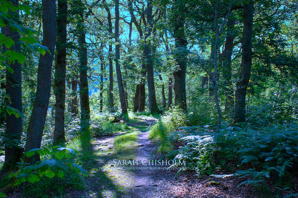 Dappled Light, Scottish Forest
