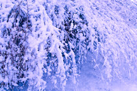 Lilac Light On Snowy Branches