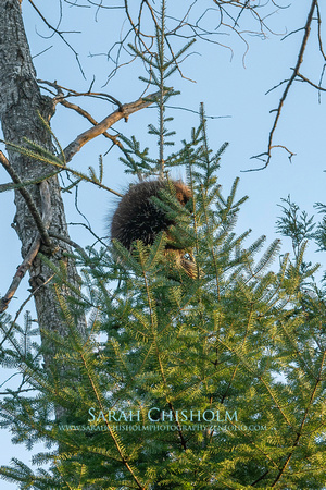 It's Beginning To Look A Lot Like Porcupines