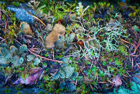 Scottish Lichens