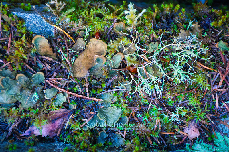Scottish Lichens