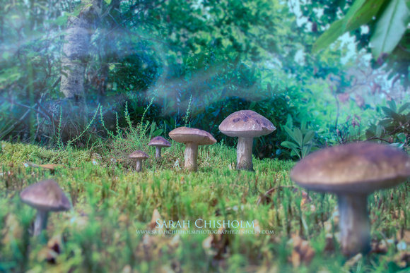 Fairy Smoke & Scottish Fungi