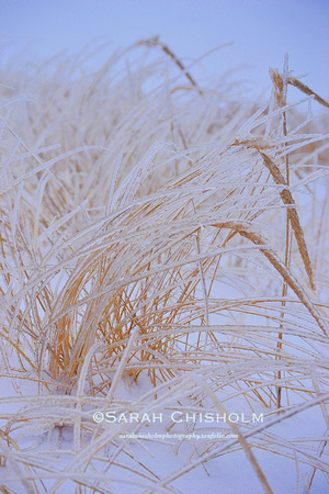A Grass of Ice