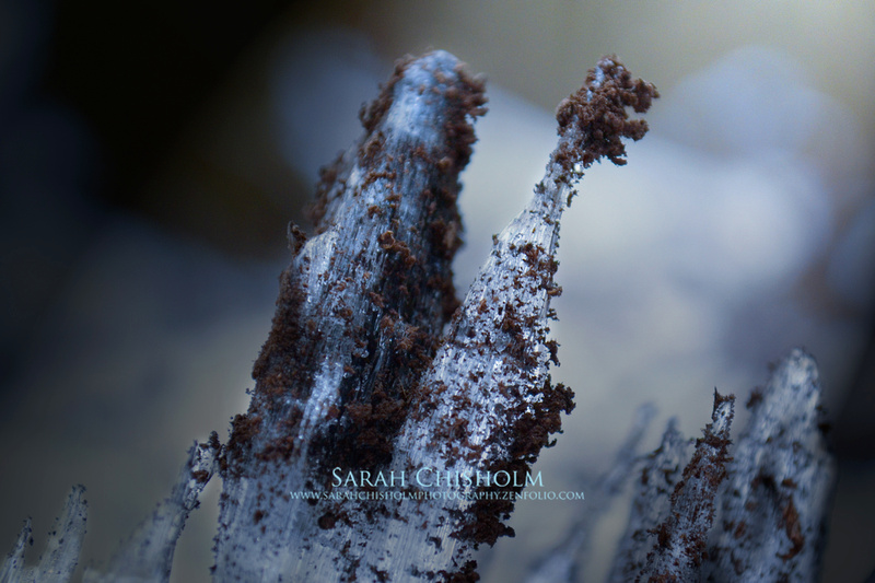 Forest Crystal - Blue Shard