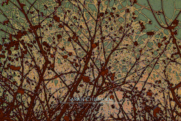 Rust Flowers on Silk Moss