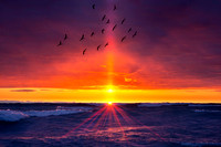 Sunbeam Swan Song