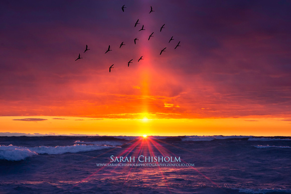 Sunbeam Swan Song